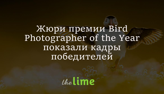 Журі конкурсу на найкращі фотографії птахів показали кадри переможців