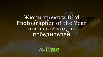 Жюри конкурса на лучшие фотографии птиц показали кадры победителей