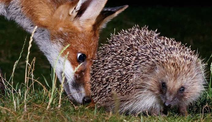 Жінка встановила в саду фотопастку і дізналася, що вночі до неї приходять милі гості з лісу