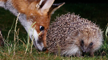 Женщина установила в саду фотоловушку и узнала, что по ночам к ней приходят милые гости из леса