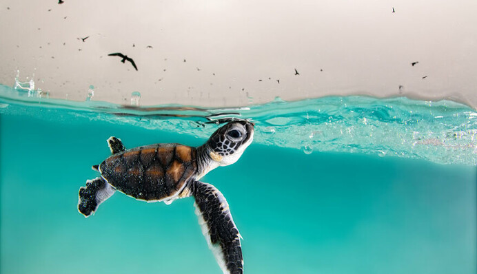 На всемирном конкурсе фотографий океана назвали финалистов: лучшие кадры