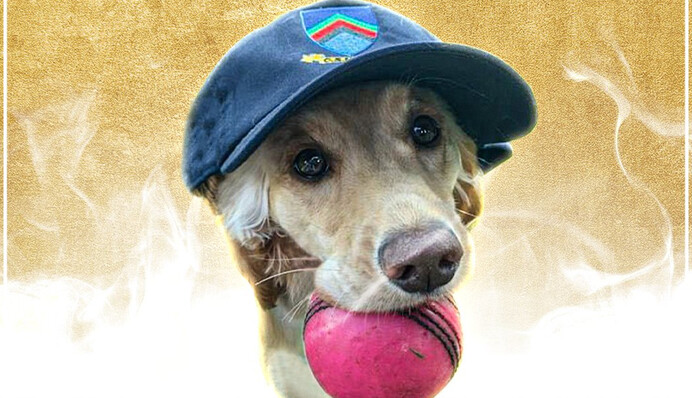 Пес выбежал на поле во время матча по крикету и украл мяч - за это его назвали почетным игроком