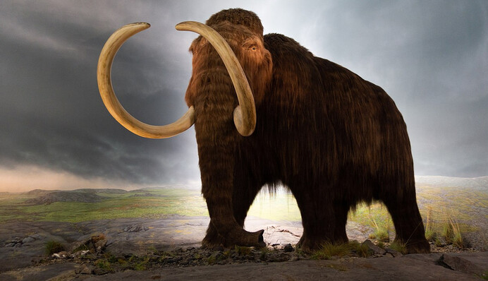 Вчені створять морозостійкого слона, який буде виглядати як мамонт - навіщо це потрібно