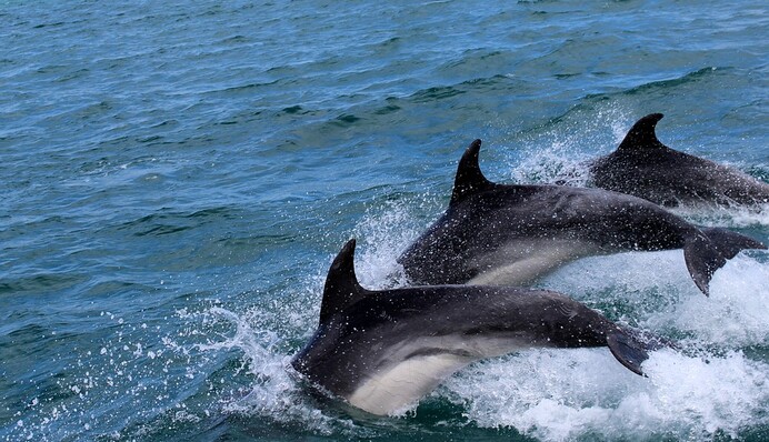 На Фарерських островах мисливці вбили рекордну кількість дельфінів - кажуть, помилилися на 1200 особин
