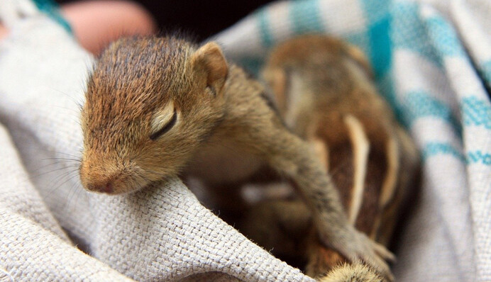 Під час урагану Іда в США дівчинка врятувала білченят, і вони прив'язалися до неї як до мами