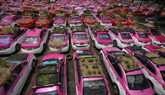 Більше ніж фото: у Таїланді безробітні таксисти розбили грядки на дахах машин