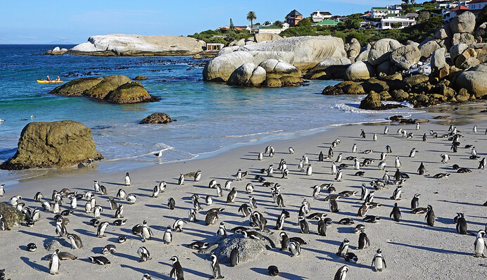 У Південній Африці бджоли вбили пінгвінів, які перебувають під загрозою зникнення