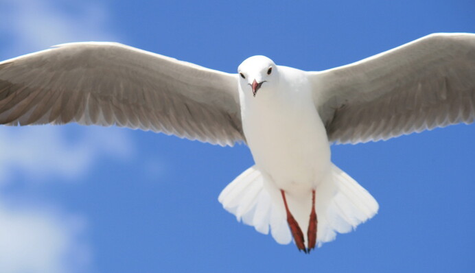 Чайка зіпсувала романтичне відео на пляжі - такого вторгнення пара не чекала