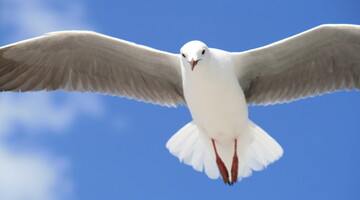 Чайка испортила романтическое видео на пляже - такого вторжения пара не ждала