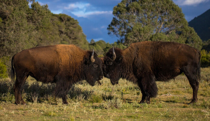 В США водители стали свидетелями впечатляющей драки бизонов прямо на дороге - видео