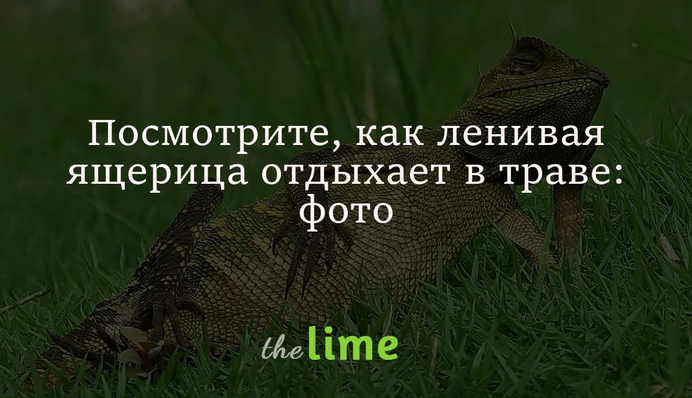 Подивіться, як лінива ящірка відпочиває в траві: фотограф спіймав унікальний кадр і став знаменитим