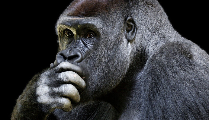 Гориллы в зоопарке Нью-Йорка устроили шоу 18+ на глазах у детей - знатоки уверяют, что это норма