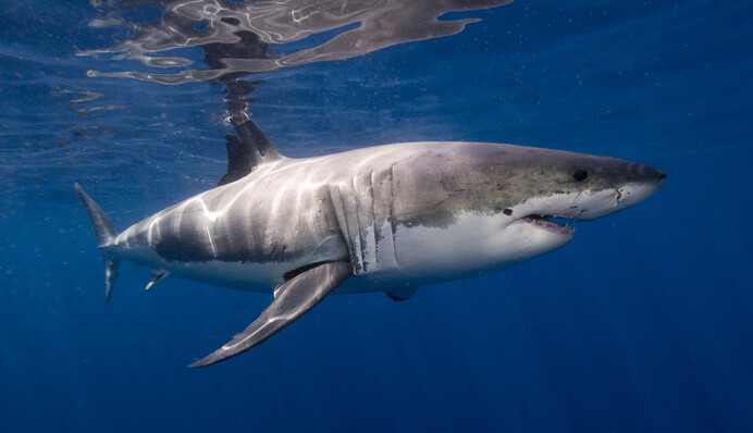 Акула испортила девушке фотосессию на пляже - вместо улыбки на ее лице застыл шок
