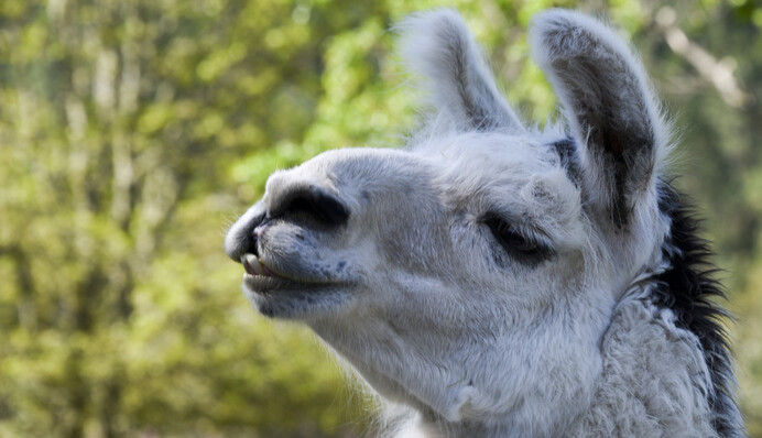 Лама Фифи помогла ученым разработать перспективное лечение ковида - что о нем известно