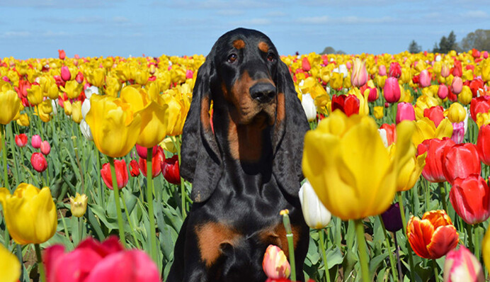 Пес на ім'я Лу потрапив до Книги рекордів Гіннесса за найдовші вуха. Таких немає ні у кого в світі