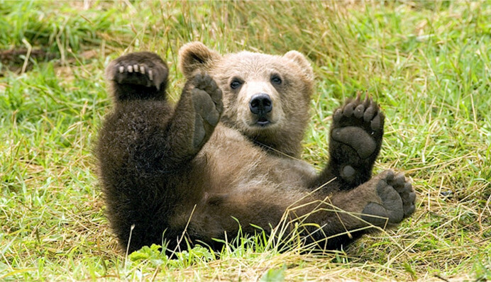 Ведмежа з мамою прийшли на дитячий майданчик і з'їхали з гірки: відео