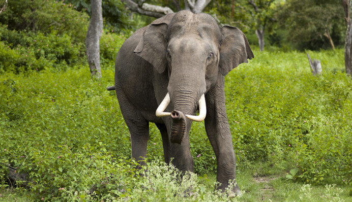 В Индии разъяренный слон напал на автобус с людьми: видео атаки