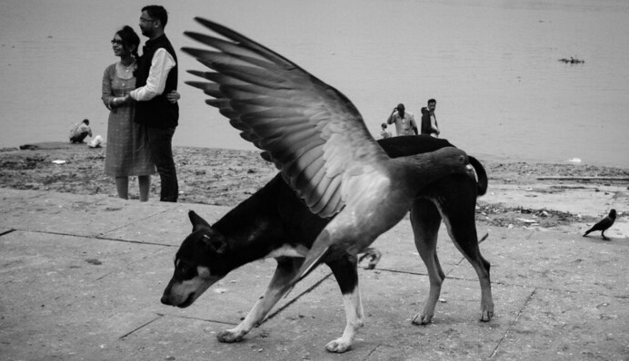 Аукціон кіз і собака з крилами. Конкурс вуличної фотографії показав роботи переможців 2021 року