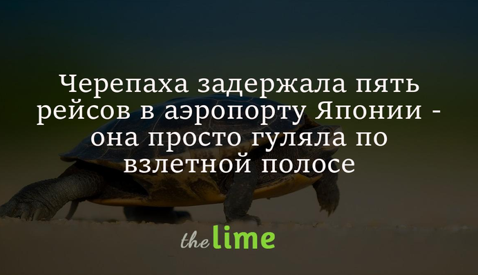 Черепаха задержала пять рейсов в аэропорту Японии - она просто гуляла по взлетной полосе