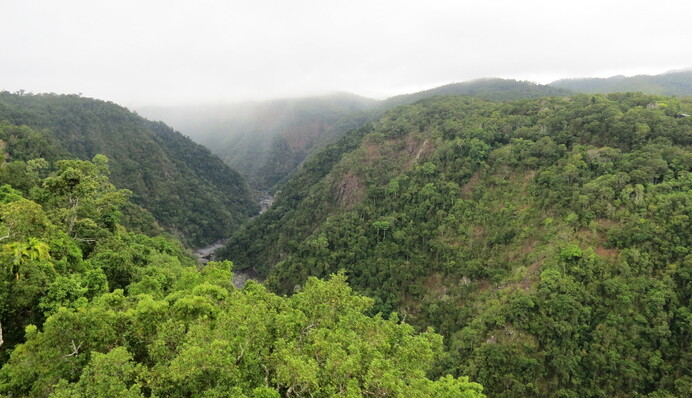 Найдавніший тропічний ліс у світі повернули аборигенам Австралії