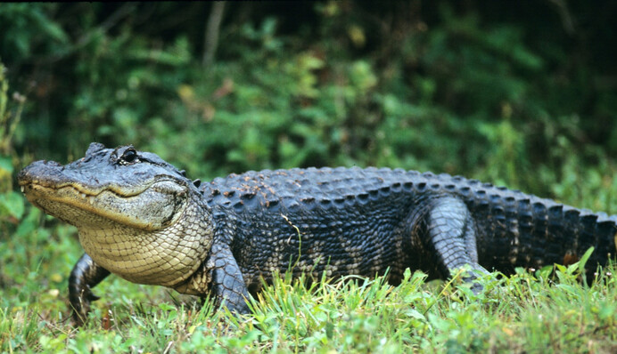 Обычный день во Флориде: бывший военный спас родных от аллигатора с помощью мусорного бака