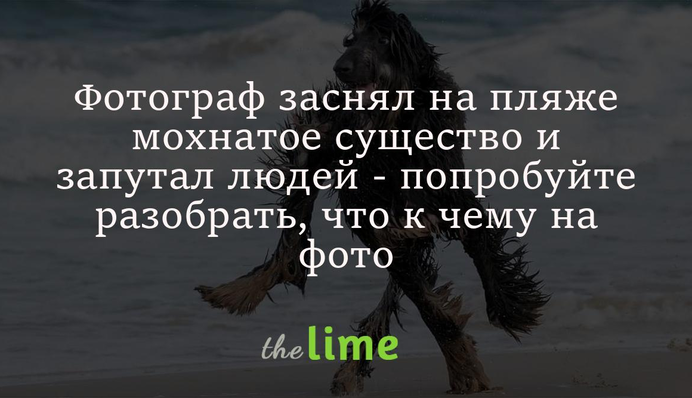 Фотограф зняв на пляжі волохату істоту та заплутав людей - спробуйте розібрати, що до чого на фото