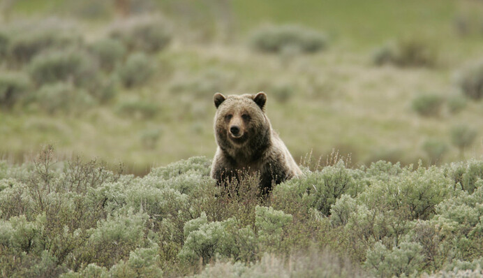 Медведь украл с крыльца посылку, но его быстро раскрыли - косолапый вор попал на видео