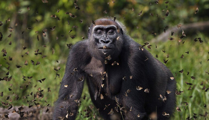 Портрет горили в хмарі метеликів отримав головний приз конкурсу фотографії Nature Conservancy 2021