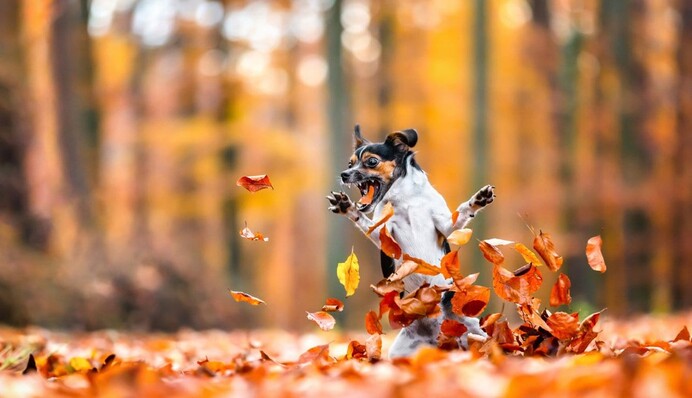 На конкурсі найсмішніших фото з домашніми улюбленцями назвали фіналістів 2021 року