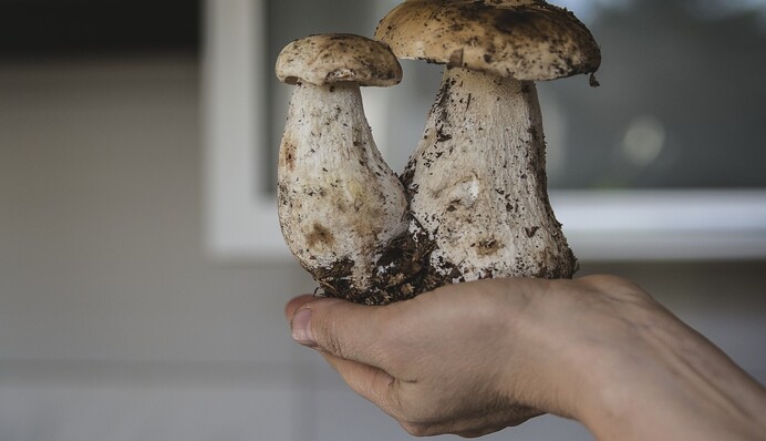 5 корисних лайфхаків для грибника: що варто знати та як не отруїтися грибами