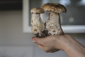 5 корисних лайфхаків для грибника: що варто знати та як не отруїтися грибами