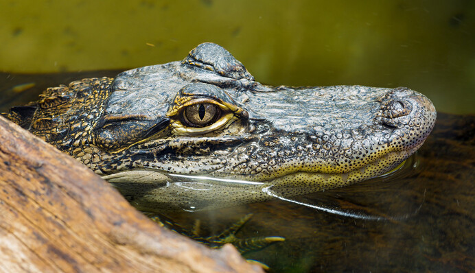 Во время рыбалки во Флориде аллигатор выпрыгнул из озера на 7-летнего мальчика: видео