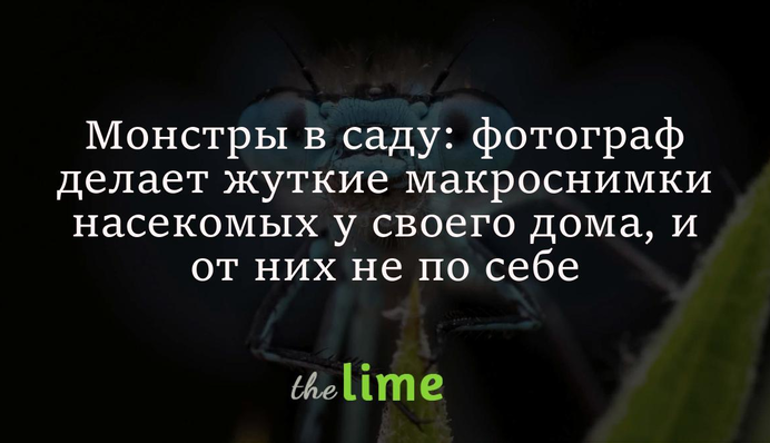 Монстры в саду: фотограф делает жуткие макроснимки насекомых у своего дома, и от них не по себе