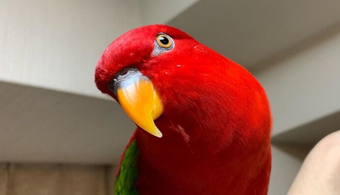 Попугай из Японии собирает миллионы подписчиков в TikTok - только послушайте его злобный хохот