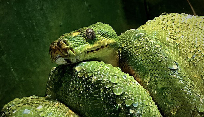 Ведущий шоу о природе позволил 2-летнему сыну играть со змеей и попал в скандал