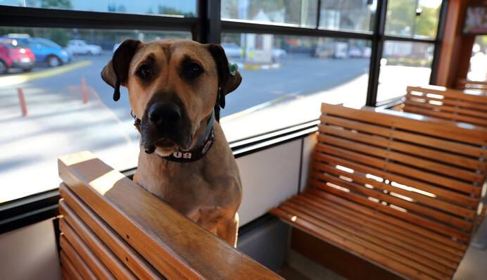 Вуличний пес зі Стамбулу став зіркою соцмереж завдяки подорожам по місту: фото