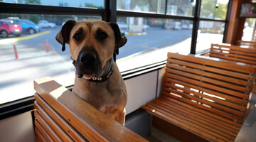 Уличный пес из Стамбула стал звездой соцсетей благодаря путешествиям по городу: фото