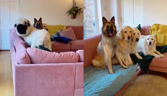 Собаки привели додому подругу, але тут повернулася господиня - тільки подивіться на ці винуваті морди