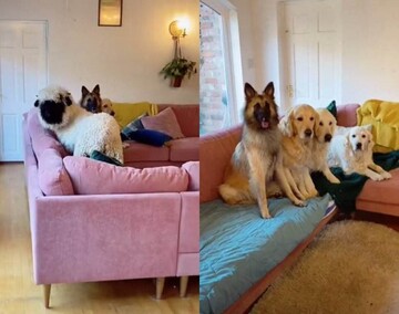 Собаки привели в дом подругу, но тут вернулась хозяйка - только посмотрите на эти виноватые морды