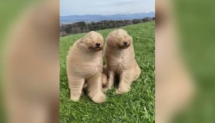 Что если лохматую собаку взять на поле в ветреный день - как минимум получится уморительное видео