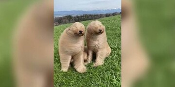 Что если лохматую собаку взять на поле в ветреный день - как минимум получится уморительное видео