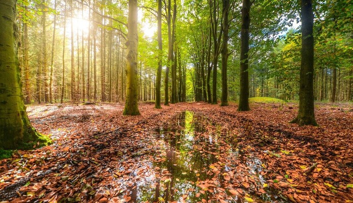 День дощів і багато сонця: довгі вихідні порадують українців погодою
