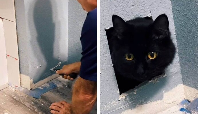 Майстер закінчив ремонт, і господиня не знайшла вдома кішку. Тварину замурували у стіні