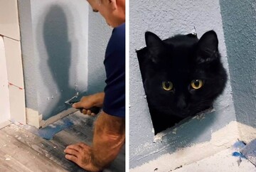 Мастер закончил ремонт, и хозяйка не нашла в доме кошку. Животное замуровали в стене