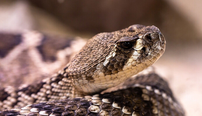 У жінки під будинком оселилося 90 отруйних змій: фото страшної знахідки