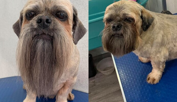 Песик відростив бороду як у діда, і тепер ніхто не може пройти повз цієї кумедної морди