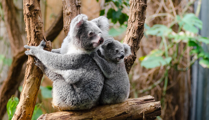 В Австралии коал вакцинируют от хламидиоза - ЗППП стало для них очень опасным