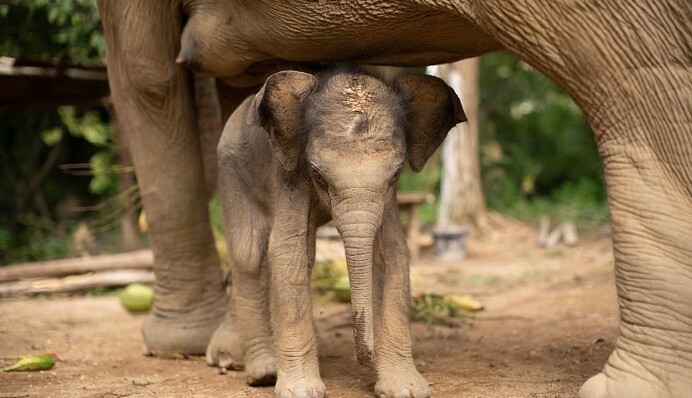 Неуклюжий слоненок растоптал торт своей бабушки, и это видео лучшее лекарство от осенней хандры