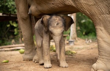 Неуклюжий слоненок растоптал торт своей бабушки, и это видео лучшее лекарство от осенней хандры