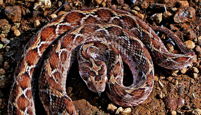 В грузовом контейнере из Индии нашли ядовитую гостью - встреча с ней могла стать смертельной